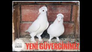 Kumesimiz In Yeni Taklaci Guvercin I Sut Beyaz Cift Tepe Guvercin Aldik Hemde Bu Fiyata Youtube