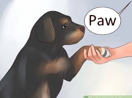 how to train your rottweiler puppy with simple commands 14