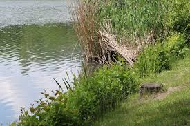 Laut experten gibt es dafür keine belege. Grunes Trubes Wasser Gartenteich Was Tun