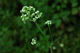 Image result for Valeriana capensis