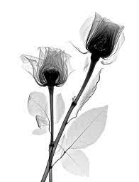 X Ray Roses Xray Art Xray Flower X Ray