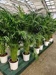 Tipps zur richtigen pflege einer areca palme. Dypsis Lutescens Areca Palme Available In Berlin Only Aventyr