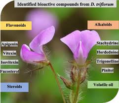 Image result for Desmodium