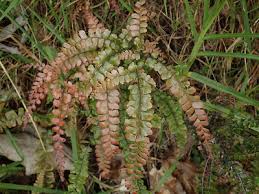 Image result for Adiantum hispidulum