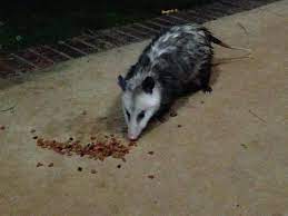 Possum Eating Cat S Food Cat Food Possum Cats
