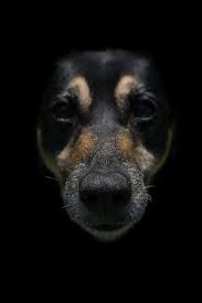 Their size makes them easy to bathe, and their color hides any dirt that you haven't yet managed to brush or bathe away. Royalty Free Photo Photo Of Black And Brown Dog Pickpik