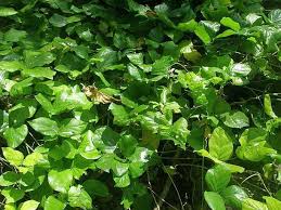 Image result for Canavalia cathartica