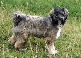Our beautiful kc reg tibetan terrier has given birth to a fabulous litter of ttoodles. Tibetan Terrier Facts And Information Viovet