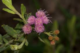 Image result for Litogyne gariepina