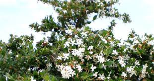 Image result for Tridentea marientalensis