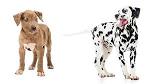 Dalmatian Dog Breed Information - American Kennel Club