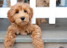 If the answer to either of these questions is yes, then be sure to familiarize yourself with while you are visiting, be sure to take a look at the listings of dogs in the area that are available for sale. My Labradoodle Breeder Online Shopping