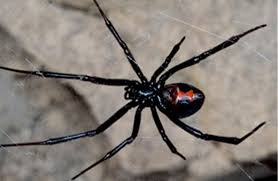Spider poisoning in dogs occurs when a spider, possessing toxic venom, inflict a bit upon a dog. Black Widow Spider Navajo Nation Zoo