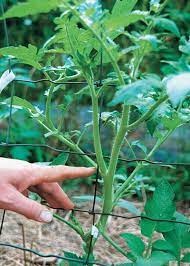We did not find results for: How To Grow Beefsteak Tomatoes Finegardening