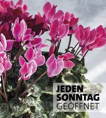Für junge leute, pärchen oder familien bietet das shoppen, feilschen und trödeln. Guten Morgen Sonntag Wir Haben Heute Fur Euch Geoffnet Stuhr 10 13 Wildeshausen 14 17 Bad Zwischenahn 11 17 Vechta Gartencenter Pflanzen Bad Zwischenahn