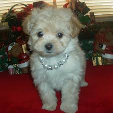 Adopt a rescue dog through petcurious. Visit Our Maltipoo Puppies For Sale Near Delray Beach Florida