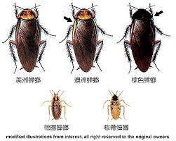 Search for text in self post contents. æˆ'å®¶å¾·åœ‹èŸ'èž‚ç„¡æ•µäº† ç¬¬2é  Mobile01