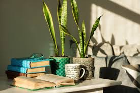 Nota anche come lingua di suocera, questa pianta da interni è una delle più efficaci nel depurare l'aria. Sansevieria La Pianta Serpente Che Purifica L Aria Facilissima Da Coltivare Greenme