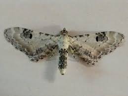 Image result for Eupithecia centaureata