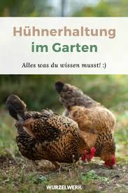 Hühnerrassen, die insbesondere für die hühnerhaltung im garten geeignet sind, sind die barnevelder hühner. Huhnerhaltung Im Garten Rassen Stall Auslauf Co Wurzelwerk