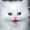 Raisng persian kittens is not just a business, it's a passion. Https Encrypted Tbn0 Gstatic Com Images Q Tbn And9gcs Eneyyycw Dmbdzgrmj3uup4q0mxum7jadjjxolyq Sksoilc Usqp Cau