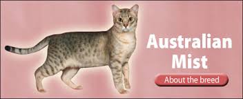 Advertise, sell, buy and rehome australian mist cats and kittens with pets4homes. The Pet Directory Australia Cat Australian Mist World S Largest Online Pet Directory The Pet Directory