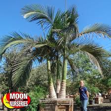 However, if you grow in pots, then be prepared to nurse your palm like it was a baby. Palm Trees Trees Moon Valley Nurseries