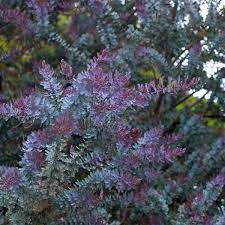 Maybe you would like to learn more about one of these? Buy Acacia Baileyana Purpurea Cootamundra Wattle Seed Collection Australian Seed