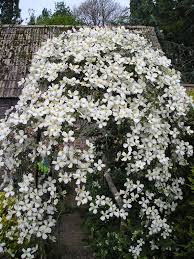 Clematis montana grandiflora white flowers in late spring. Pin On Gardens
