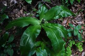 Image result for Chlorophytum stenopetalum