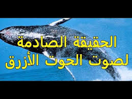 هل صوت الحوت الازرق حقيقة ام خدعة Youtube Company Logo Tech Company Logos Amazon Logo