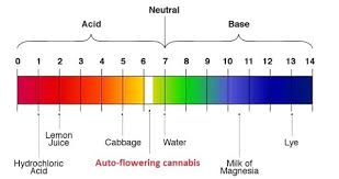 Ph And Ppm Levels For Growing Marijuana The Complete Guide