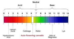 ph and ppm levels for growing marijuana the complete guide