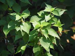 Image result for Boehmeria nivea