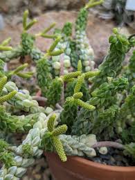 Image result for Peperomia molleri