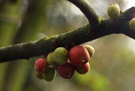 Image result for Englerophytum