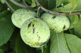 Indiana gardeners are able to grow an apple tree large enough to bear fruit within the first year of planting. What Are Pawpaws Discover The Tropical Fruit Growing Wild In Indiana Farm Flavor