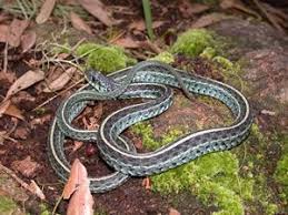 Species Profile Eastern Garter Snake Thamnophis Sirtalis Srel Herpetology Snake Garter Species