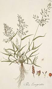 Image result for Eragrostis plana