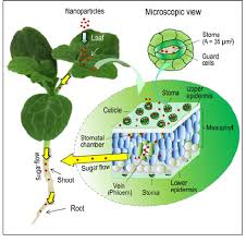 Maybe you would like to learn more about one of these? Schematic Diagram Of Nanoparticle Transport Inside Watermelon Plants Download Scientific Diagram