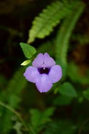 Image result for Torenia thouarsii