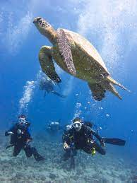 Scuba certification courses | honolulu scuba company. Oahu Certified Scuba Divers Non Certified Divers Big Kahuna Water Sports 808 542 9494