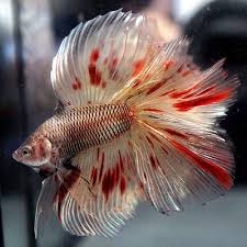 Pin By Victor On Ryby Betta Fish Betta Fish