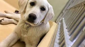 Petco pet stores in bend, or offer a wide selection of top quality products to meet the needs of a variety of pets. Dogs Seized From Central Oregon Property Up For Adoption At Oregon Humane Society Katu