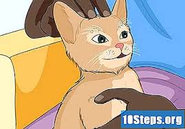 bir kedi nasil evcillestirilir 15 adim resimlerle ipuclari 2021