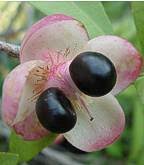 Image result for Ochna confusa
