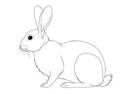 In this step draw the guidelines of the head as you see in the image below, it will help you to draw facial. How To Draw A Rabbit Step By Step Tutorial Easydrawingtips