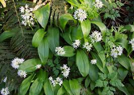 Image result for Allium ursinum