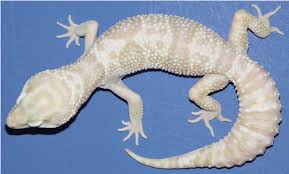 Leopard Gecko Morphs