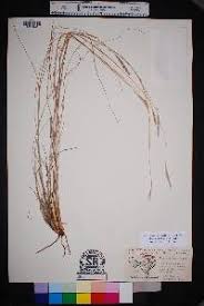 Image result for Elionurus muticus